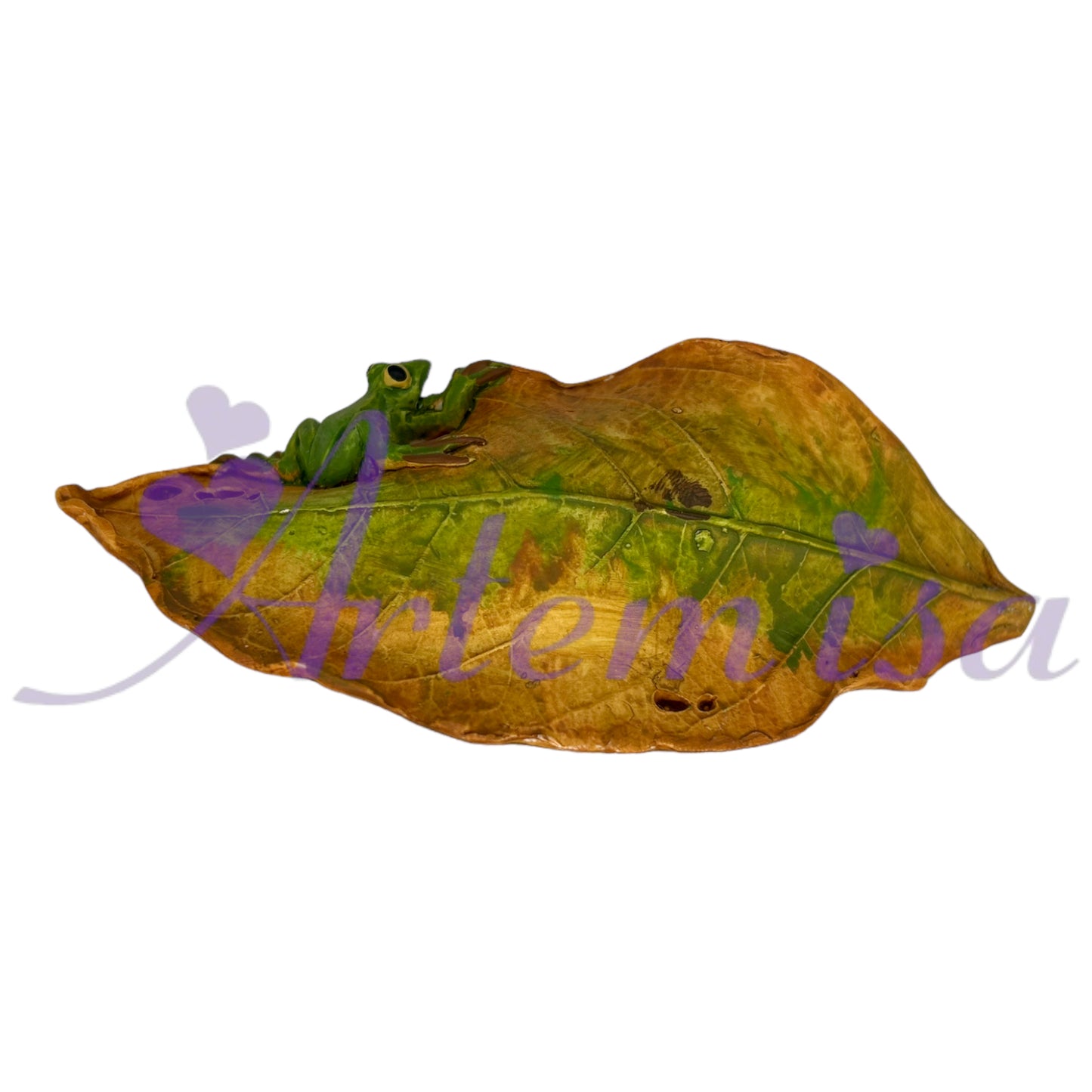 Elemental Niña Dormida Rana